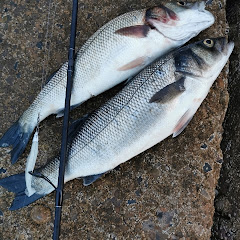Bass hunt Skinningrove