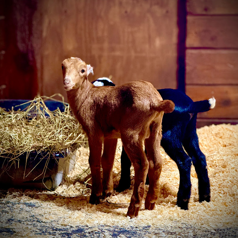 Goldy's Farm Live (www.GoldysFarm.com) thumbnail