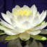 Q4Ab5bRhNM0-channel-avatar-ПРИРОДНАЯ ЗВУКОТЕРАПИЯ (SoundTherapyRelaxation)