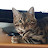 @Luna-cat-life