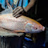 Kuy3NdyHqBI-channel-avatar-Alean Fish cutting 