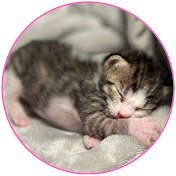 にものちゃんねる【保護猫日記】