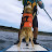 paddleboarddog