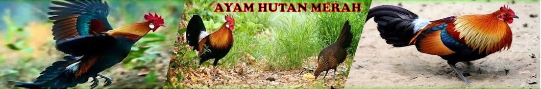 Ayam Hutan Merah YouTube channel avatar