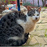 UyWVzofBrL4-channel-avatar-Paws of the Garden