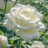 _9KQMU8jN1Q-channel-avatar-РозМариния💐