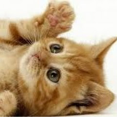 かわいい子猫アイコン画像