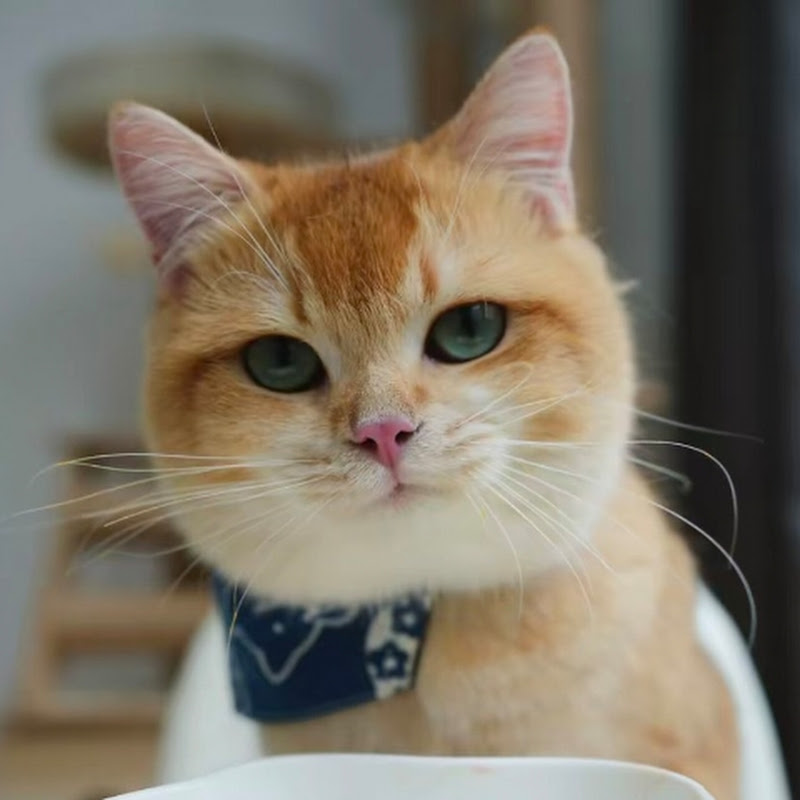 Fanfantegui 🐱