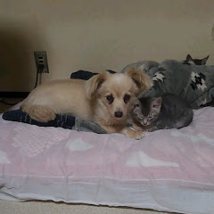 ぺットの幸せ探求