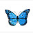 Blue_Butterfly22