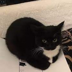 Cheesecat