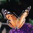 TLfVw-2xX6U-channel-avatar-ctorange