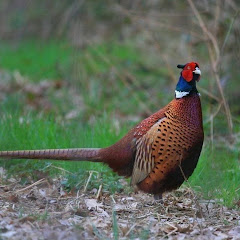 Фазан House UZB