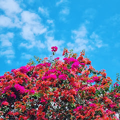 skycery