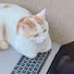 CaIrGPDXTcc-channel-avatar-yoshiwa448