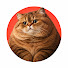 i5S2Ji5BLcA-channel-avatar-Reddit Meow Meow