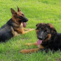 사랑할개 TV, DogToLove TV
