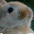 cM_BHVcSBmg-channel-avatar-BunnyMobile