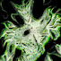 3C3mjaLOJEM-channel-avatar-CosmiCay