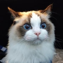 家有萌宠アイコン画像