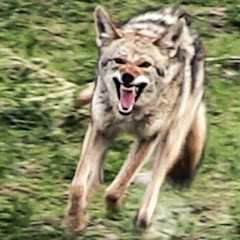 Coyote Assassins net worth