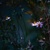 UNTOUCHED NATURE 