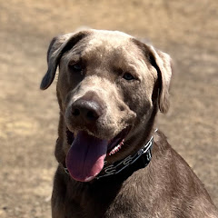 Carey Deitrich