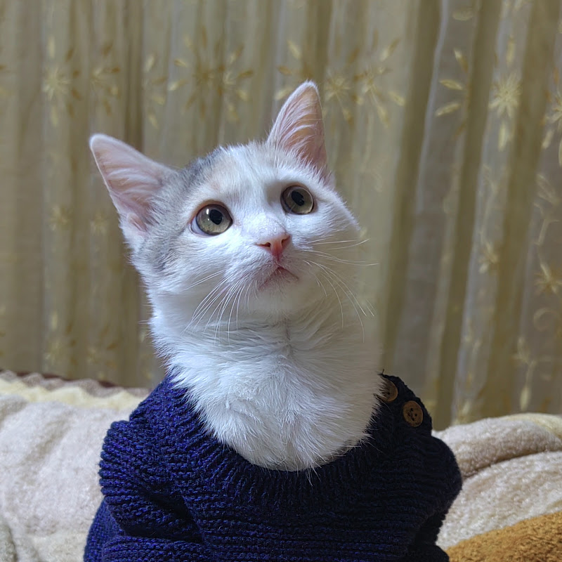 Samra kitty