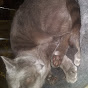 animalsaver2127