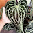 @tropicalplantmomma