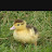 @theducklinghomesteadandgarden1