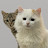 Коты Кубрик и Феня