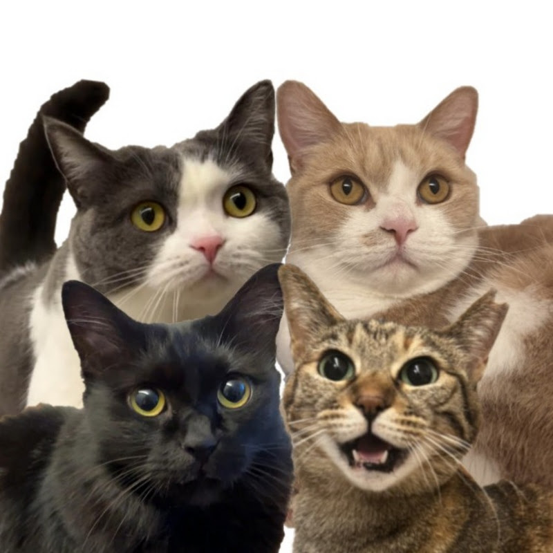 はぴ猫日記のサムネイル