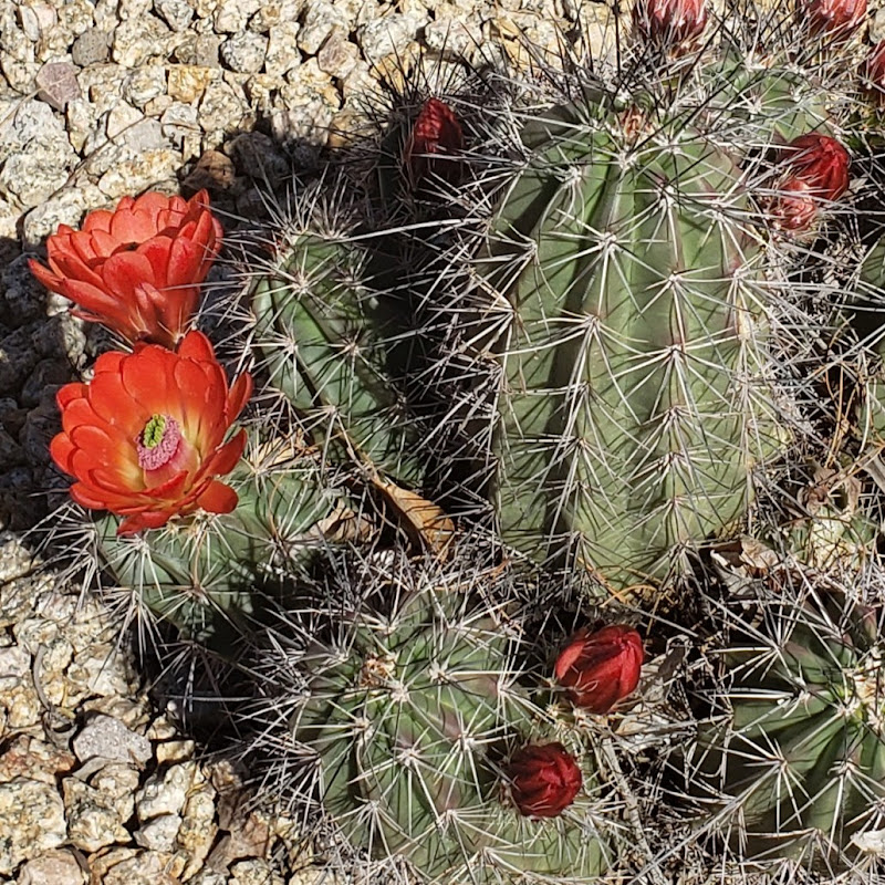 Roxanne in Arizona