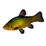 rAtZ-Vb2wNk-channel-avatar-NEW Fishing