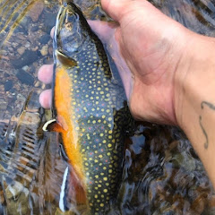 Current Fisher