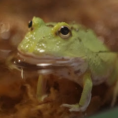 ツノガエルのたまおアイコン画像