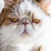 ボスキャットブー