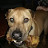 @animals4ever Avatar