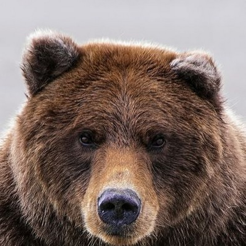 Joshua Bearhart