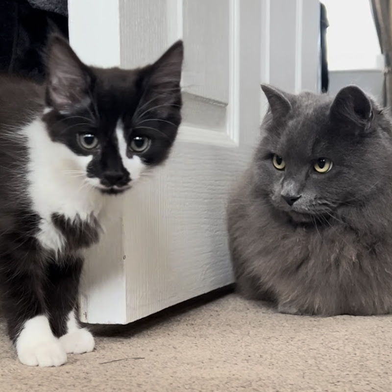Romeo & Boo-Boo