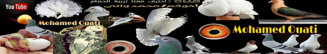 ØªØ±Ø¨ÙŠØ© Ø§Ù„Ø­Ù…Ø§Ù… Breeding Pigeons Avatar de chaîne YouTube
