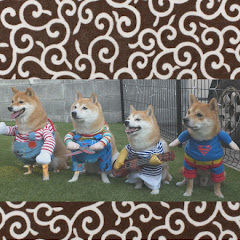 豆柴4兄妹の一生〜豆・幾・凛・竜の歩み〜