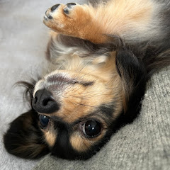 ずっと、モラトリアムアイコン画像