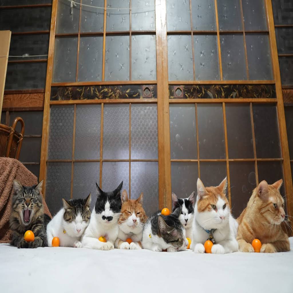 のせ猫 YouTube