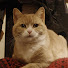 cu9NxDnSC2g-channel-avatar-Torgeir Skogset