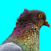 Pigeon Trix