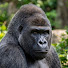 fimT0M-wX0o-channel-avatar-Gorillas of Japan