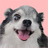 nyxTpfIyT8s-channel-avatar-保護犬ルアのんびり日記