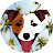 Around the Jack Russell Terrier